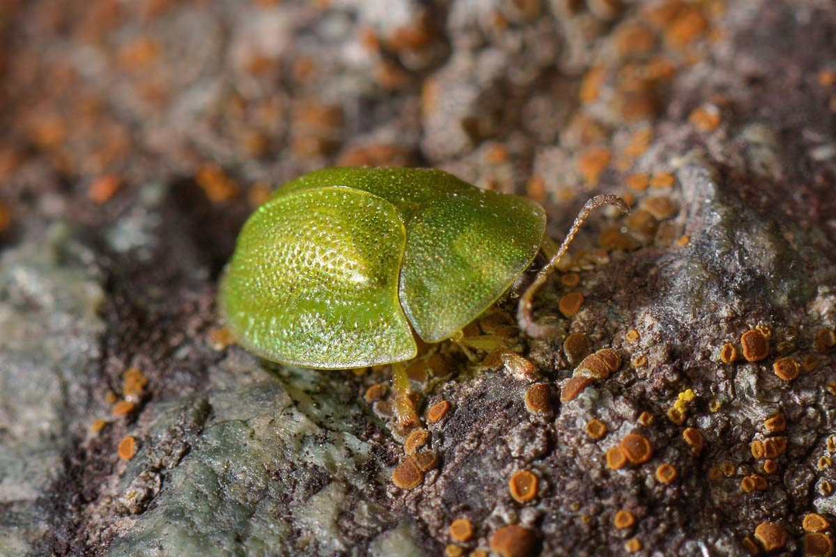 Chrysomelidae: Cassida hemisphaerica?....Cassida cfr. hemisphaerica